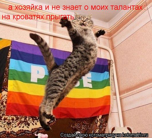 а хозяйка и не знает о моих талантах : на кроватях прыгать... Котоматрица: а хозяйка и не знает о моих талантах : на кроватях прыгать