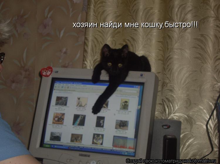 хозяин найди мне кошку,быстро!!!... Котоматрица: хозяин найди мне кошку,быстро!!!