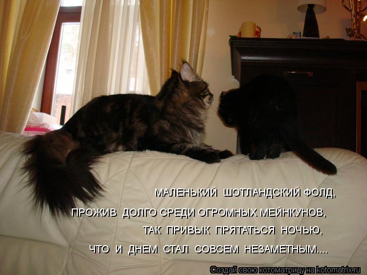 МАЛЕНЬКИЙ ШОТЛАНДСКИЙ ФОЛД, ПРОЖИВ ДОЛГО СРЕДИ ОГРОМНЫХ МЕЙНКУНОВ, ТАК ПРИВЫК ПРЯТАТЬСЯ НОЧЬЮ, Ч... Котоматрица: МАЛЕНЬКИЙ ШОТЛАНДСКИЙ ФОЛД, ПРОЖИВ ДОЛГО СРЕДИ ОГРОМНЫХ МЕЙНКУНОВ, ТАК ПРИВЫК ПРЯТАТЬСЯ НОЧЬЮ, ЧТО И ДНЕМ СТАЛ СОВСЕМ НЕЗАМЕТНЫМ....