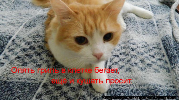 Опять гриль в клетке бегает, ещё и кушать просит.... Котоматрица: Опять гриль в клетке бегает, ещё и кушать просит.