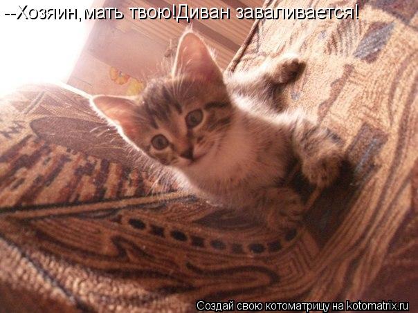 --Хозяин,мать твою!Диван заваливается!... Котоматрица: --Хозяин,мать твою!Диван заваливается!