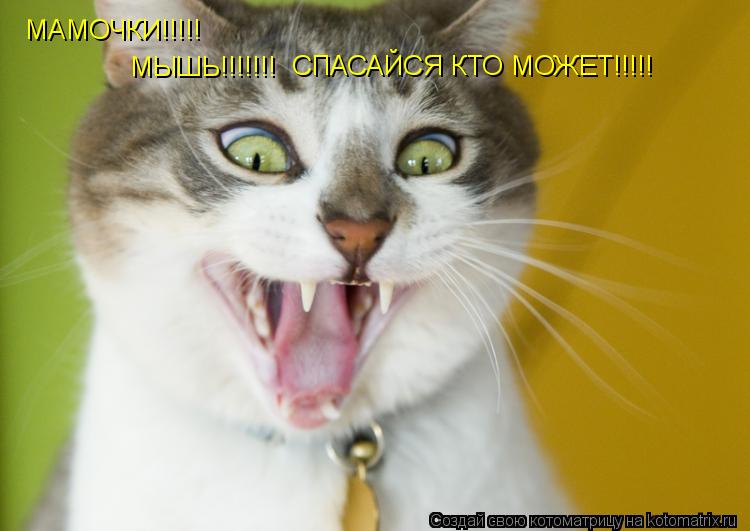 МАМОЧКИ!!!!! МЫШЬ!!!!!!! СПАСАЙСЯ КТО МОЖЕТ!!!!!... Котоматрица: МАМОЧКИ!!!!! МЫШЬ!!!!!!! СПАСАЙСЯ КТО МОЖЕТ!!!!!