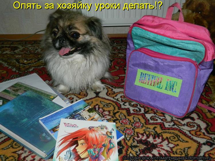 Опять за хозяйку уроки делать!?... Котоматрица: Опять за хозяйку уроки делать!?