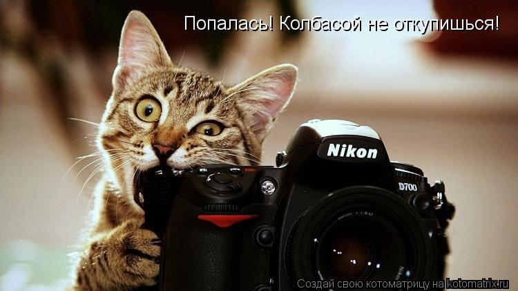 Попалась! Колбасой не откупишься!... Котоматрица: Попалась! Колбасой не откупишься!