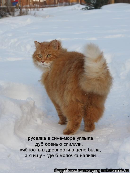 русалка в сине-море уплыла дуб осенью спилили, учёность в древности в цене была, а я ищу - где б мол... Котоматрица: русалка в сине-море уплыла дуб осенью спилили, учёность в древности в цене была, а я ищу - где б молочка налили.