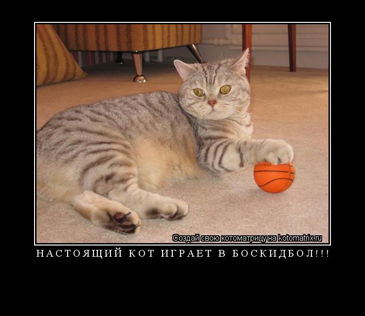 Настоящий кот играет в БОСКИДБОЛ!!! ... Котоматрица: Настоящий кот играет в БОСКИДБОЛ!!!