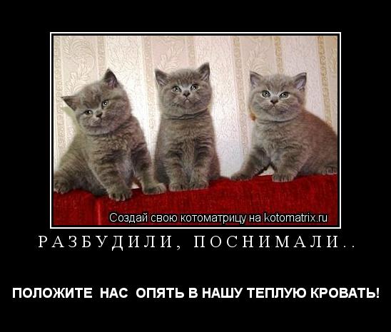 РАЗБУДИЛИ, ПОСНИМАЛИ.. ПОЛОЖИТЕ НАС ОПЯТЬ В НАШУ ТЕПЛУЮ КРОВАТЬ!... Котоматрица: РАЗБУДИЛИ, ПОСНИМАЛИ.. ПОЛОЖИТЕ НАС ОПЯТЬ В НАШУ ТЕПЛУЮ КРОВАТЬ!
