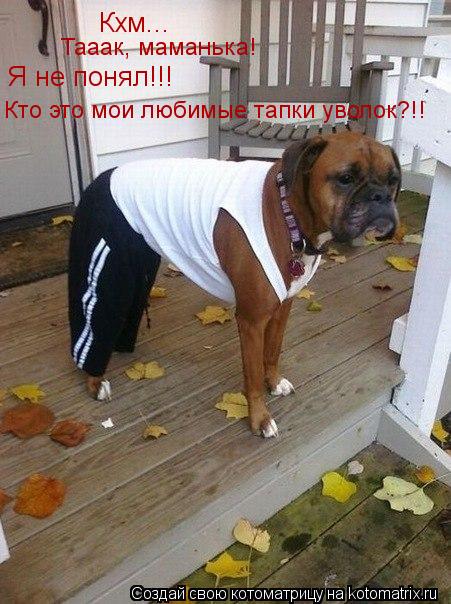 Кхм... Я не понял!!! Тааак, маманька! Кто это мои любимые тапки уволок?!!... Котоматрица: Кхм... Я не понял!!! Тааак, маманька! Кто это мои любимые тапки уволок?!!