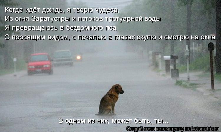 Когда идёт дождь, я творю чудеса, Из огня Заратустры и потоков тротуарной воды Я превращаюсь в бездом... Котоматрица: Когда идёт дождь, я творю чудеса, Из огня Заратустры и потоков тротуарной воды Я превращаюсь в бездомного пса С просящим видом, с печалью в г