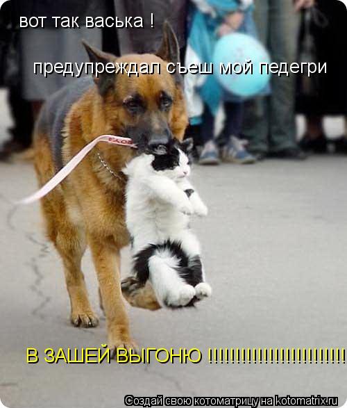 вот так васька ! предупреждал съеш мой педегри В ЗАШЕЙ ВЫГОНЮ !!!!!!!!!!!!!!!!!!!!!!!!!... Котоматрица: вот так васька ! предупреждал съеш мой педегри В ЗАШЕЙ ВЫГОНЮ !!!!!!!!!!!!!!!!!!!!!!!!!