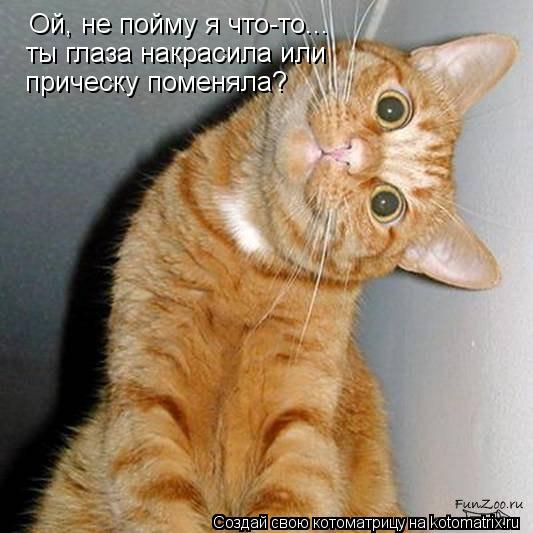 Ой, не пойму я что-то... ты глаза накрасила или прическу поменяла?... Котоматрица: Ой, не пойму я что-то... ты глаза накрасила или прическу поменяла?