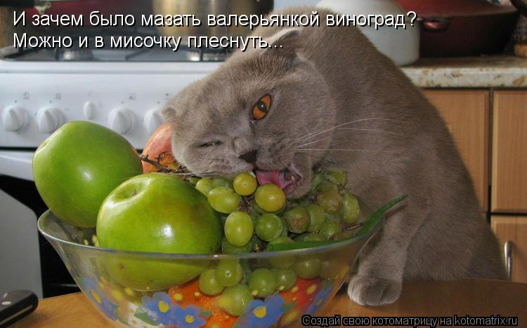 И зачем было мазать валерьянкой виноград? Можно и в мисочку плеснуть...... Котоматрица: И зачем было мазать валерьянкой виноград? Можно и в мисочку плеснуть...