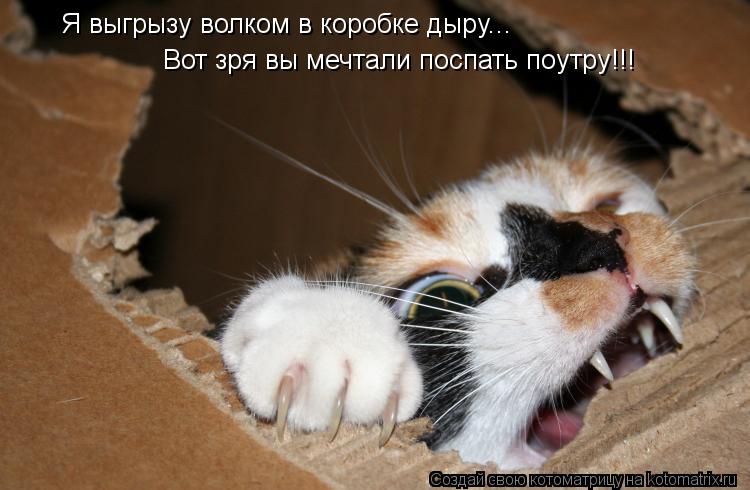 Я выгрызу волком в коробке дыру... Вот зря вы мечтали поспать поутру!!!... Котоматрица: Я выгрызу волком в коробке дыру... Вот зря вы мечтали поспать поутру!!!