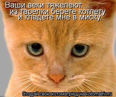 Ваши веки тяжелеют... из тарелки берете котлету и кладете мне в миску...... Котоматрица: Ваши веки тяжелеют... из тарелки берете котлету и кладете мне в миску...