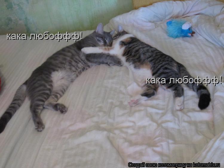 кака любоффф! кака любоффф!... Котоматрица: кака любоффф! кака любоффф!