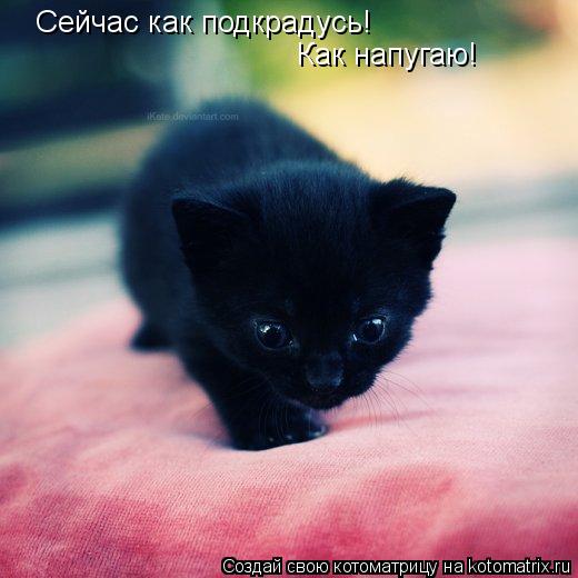 Сейчас как подкрадусь! Как напугаю!... Котоматрица: Сейчас как подкрадусь! Как напугаю!