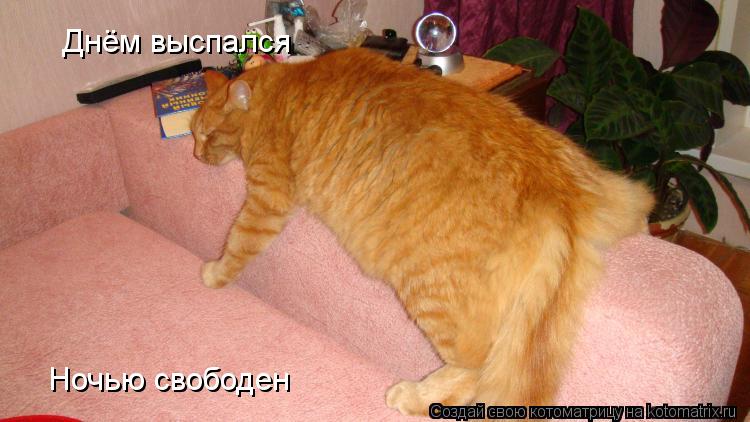 Днём выспался Ночью свободен... Котоматрица: Днём выспался Ночью свободен