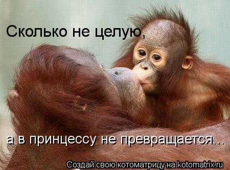 Сколько не целую, а в принцессу не превращается...... Котоматрица: Сколько не целую, а в принцессу не превращается...
