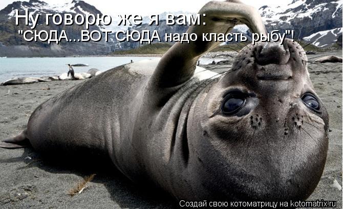 Ну говорю же я вам: "СЮДА...ВОТ СЮДА надо класть рыбу"!... Котоматрица: Ну говорю же я вам: "СЮДА...ВОТ СЮДА надо класть рыбу"!