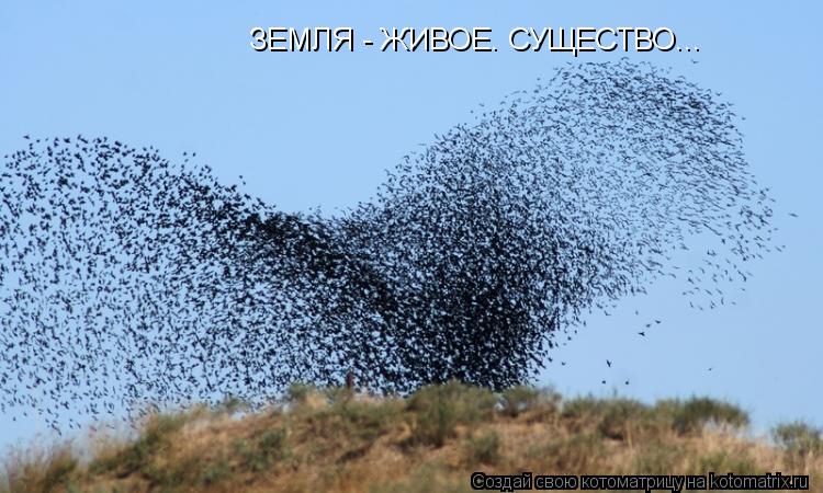 ЗЕМЛЯ - ЖИВОЕ. СУЩЕСТВО...... Котоматрица: ЗЕМЛЯ - ЖИВОЕ. СУЩЕСТВО...