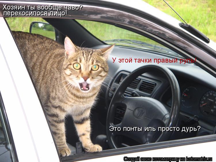 Хозяин ты вообще чаво? перекосилося лицо! У этой тачки правый руль! Это понты иль просто дурь?... Котоматрица: Хозяин ты вообще чаво? перекосилося лицо! У этой тачки правый руль! Это понты иль просто дурь?