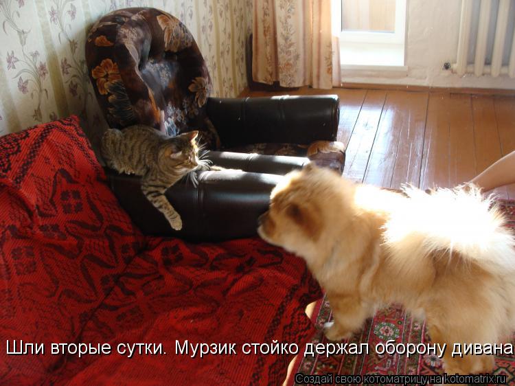 Шли вторые сутки. Мурзик стойко держал оборону дивана!... Котоматрица: Шли вторые сутки. Мурзик стойко держал оборону дивана!