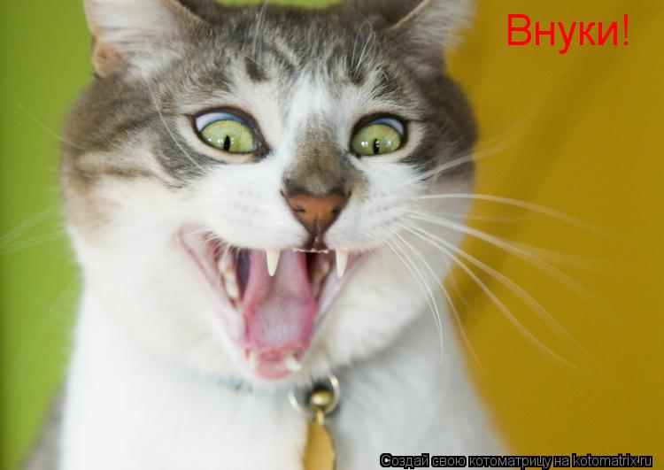 Внуки!... Котоматрица: Внуки!