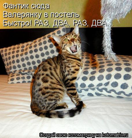 Фантик сюда Валерянку в постель Быстро! РАЗ, ДВА, РАЗ, ДВА...... Котоматрица: Фантик сюда Валерянку в постель Быстро! РАЗ, ДВА, РАЗ, ДВА...