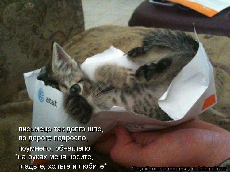 письмецо так долго шло, по дороге подросло, *на руках меня носите, гладьте, хольте и любите* поумнел... Котоматрица: письмецо так долго шло, по дороге подросло, *на руках меня носите, гладьте, хольте и любите* поумнело, обнаглело: