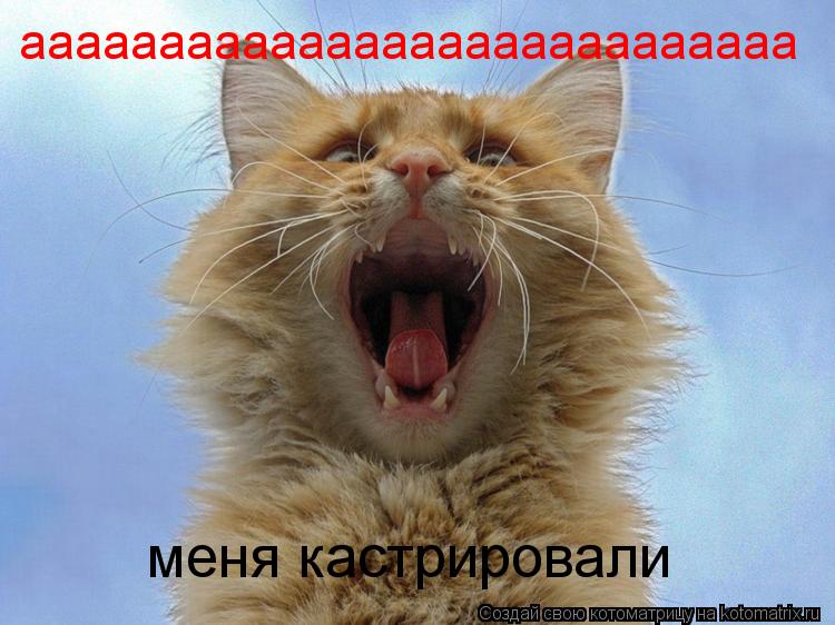аааааааааааааааааааааааааааа меня кастрировали... Котоматрица: аааааааааааааааааааааааааааа меня кастрировали