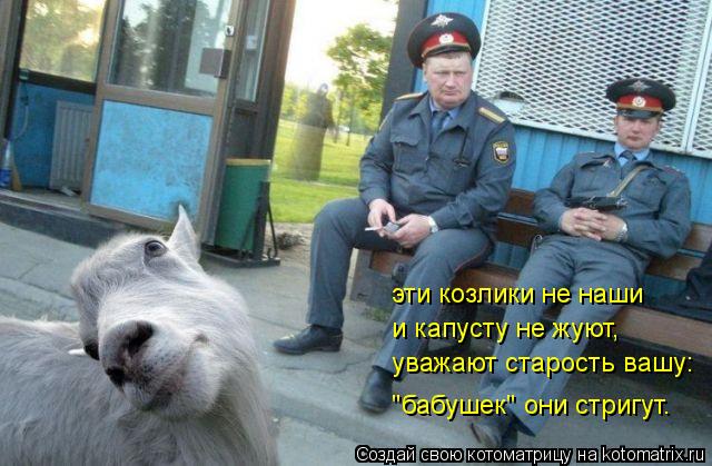 эти козлики не наши и капусту не жуют, уважают старость вашу: уважают старость вашу: "бабушек" они ст... Котоматрица: эти козлики не наши и капусту не жуют, уважают старость вашу: уважают старость вашу: "бабушек" они стригут.