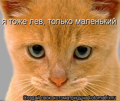 я тоже лев, только маленький... Котоматрица: я тоже лев, только маленький