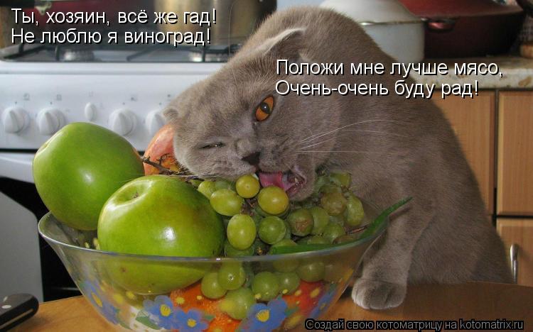 Ты, хозяин, всё же гад! Не люблю я виноград! Положи мне лучше мясо, Очень-очень буду рад!... Котоматрица: Ты, хозяин, всё же гад! Не люблю я виноград! Положи мне лучше мясо, Очень-очень буду рад!