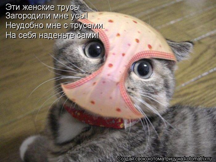 Эти женские трусы Загородили мне усы! Неудобно мне с трусами. На себя наденьте сами!... Котоматрица: Эти женские трусы Загородили мне усы! Неудобно мне с трусами. На себя наденьте сами!