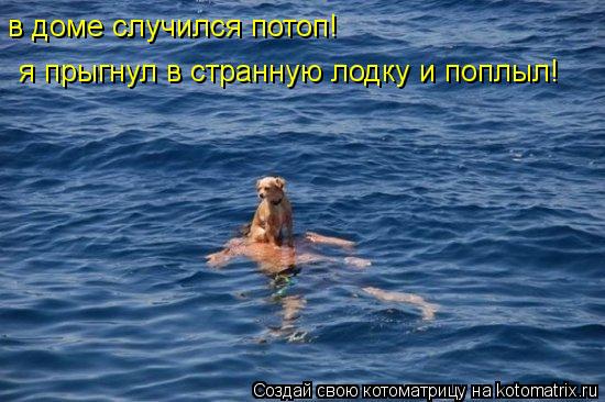 в доме случился потоп! я прыгнул в странную лодку и поплыл!... Котоматрица: в доме случился потоп! я прыгнул в странную лодку и поплыл!