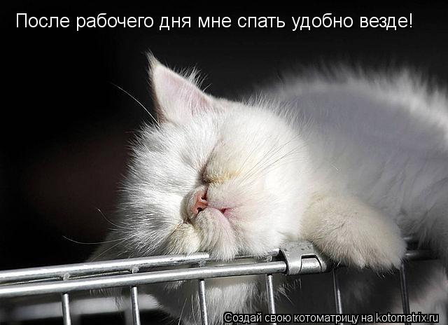 После рабочего дня мне спать удобно везде!... Котоматрица: После рабочего дня мне спать удобно везде!