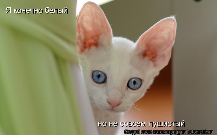 Я конечно белый но не совсем пушистый... Котоматрица: Я конечно белый но не совсем пушистый