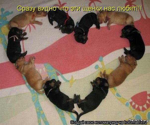 Сразу видно что эти щенки нас любят!!!... Котоматрица: Сразу видно что эти щенки нас любят!!!