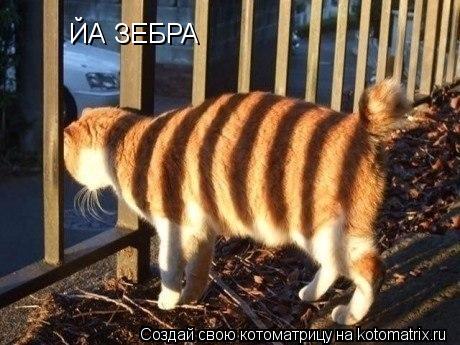 ЙА ЗЕБРА... Котоматрица: ЙА ЗЕБРА