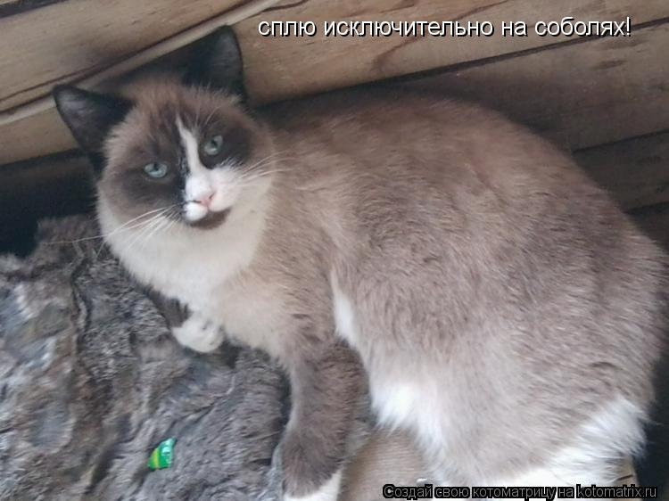 сплю исключительно на соболях!... Котоматрица: сплю исключительно на соболях!