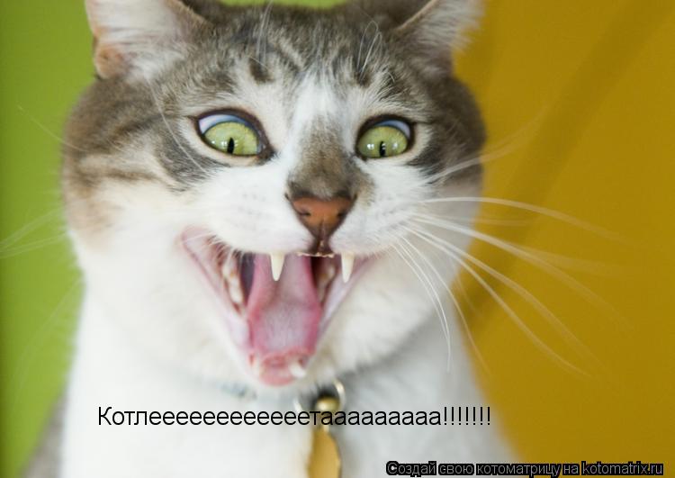 Котлеееееееееееетааааааааа!!!!!!!... Котоматрица: Котлеееееееееееетааааааааа!!!!!!!