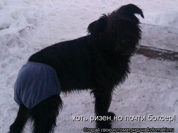 хоть ризен,но почти боксер!... Котоматрица: хоть ризен,но почти боксер!