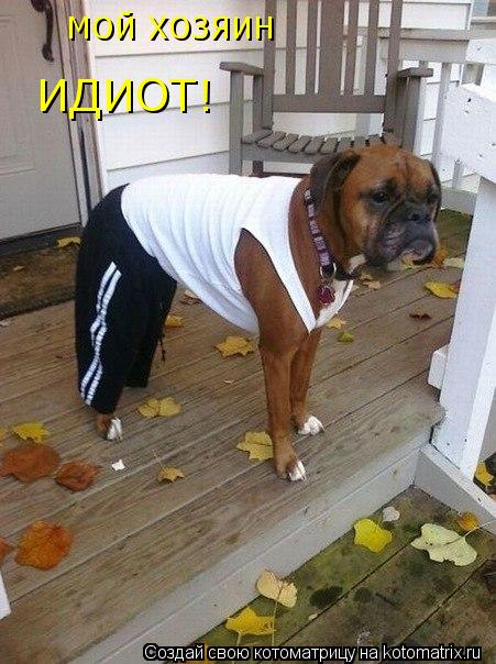 МОЙ ХОЗЯИН ИДИОТ!... Котоматрица: МОЙ ХОЗЯИН ИДИОТ!