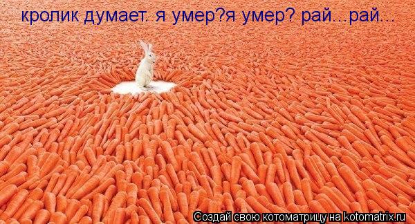 кролик думает. я умер?я умер? рай...рай...... Котоматрица: кролик думает. я умер?я умер? рай...рай...