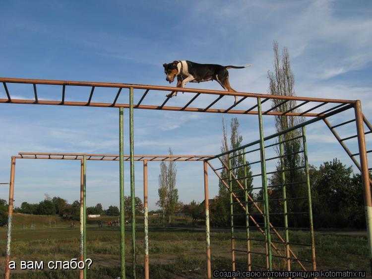 а вам слабо? а вам слабо?... Котоматрица: а вам слабо? а вам слабо?