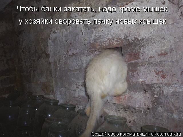 Чтобы банки закатать, надо кроме мышек у хозяйки своровать пачку новых крышек.... Котоматрица: Чтобы банки закатать, надо кроме мышек у хозяйки своровать пачку новых крышек.