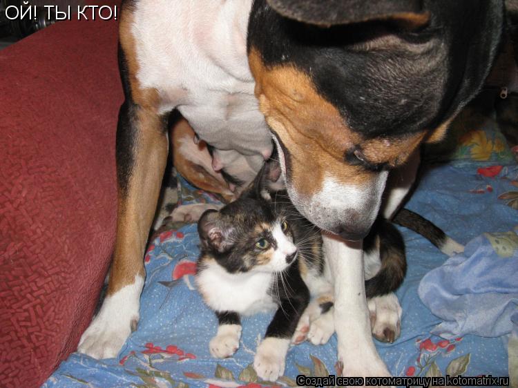 ОЙ! ТЫ КТО!... Котоматрица: ОЙ! ТЫ КТО!