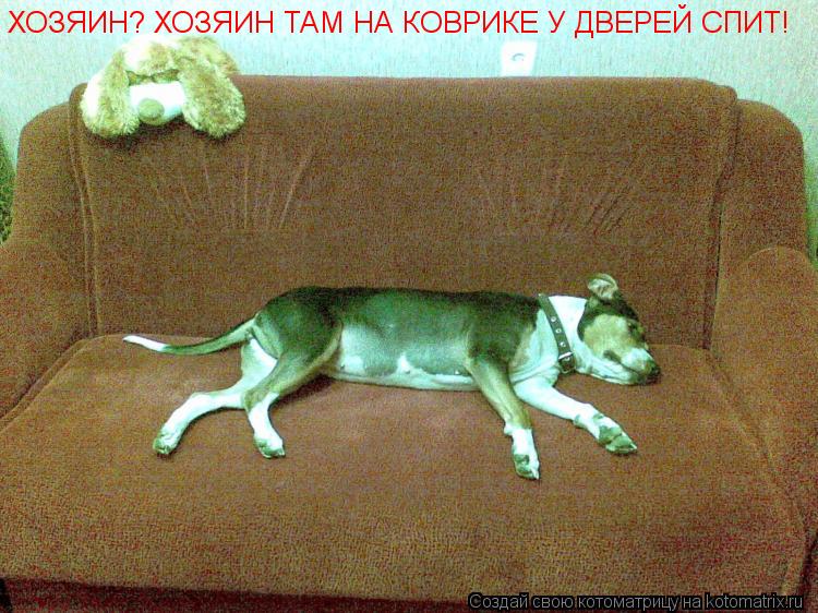 ХОЗЯИН? ХОЗЯИН ТАМ НА КОВРИКЕ У ДВЕРЕЙ СПИТ!... Котоматрица: ХОЗЯИН? ХОЗЯИН ТАМ НА КОВРИКЕ У ДВЕРЕЙ СПИТ!