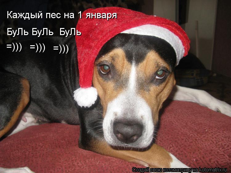 Каждый пес на 1 января БуЛь БуЛь БуЛь =))) =))) =)))... Котоматрица: Каждый пес на 1 января БуЛь БуЛь БуЛь =))) =))) =)))
