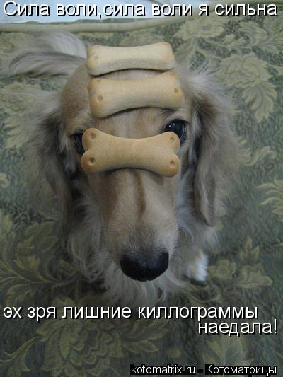 Сила воли,сила воли я сильна эх зря лишние киллограммы наедала!... Котоматрица: Сила воли,сила воли я сильна эх зря лишние киллограммы наедала!